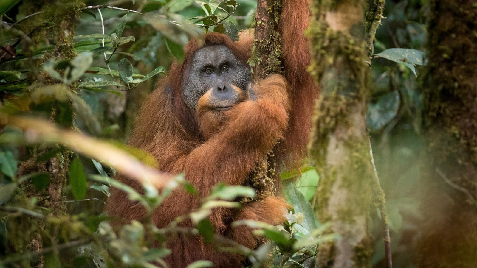 Kemerdekaan yang Belum Sampai ke Hutan