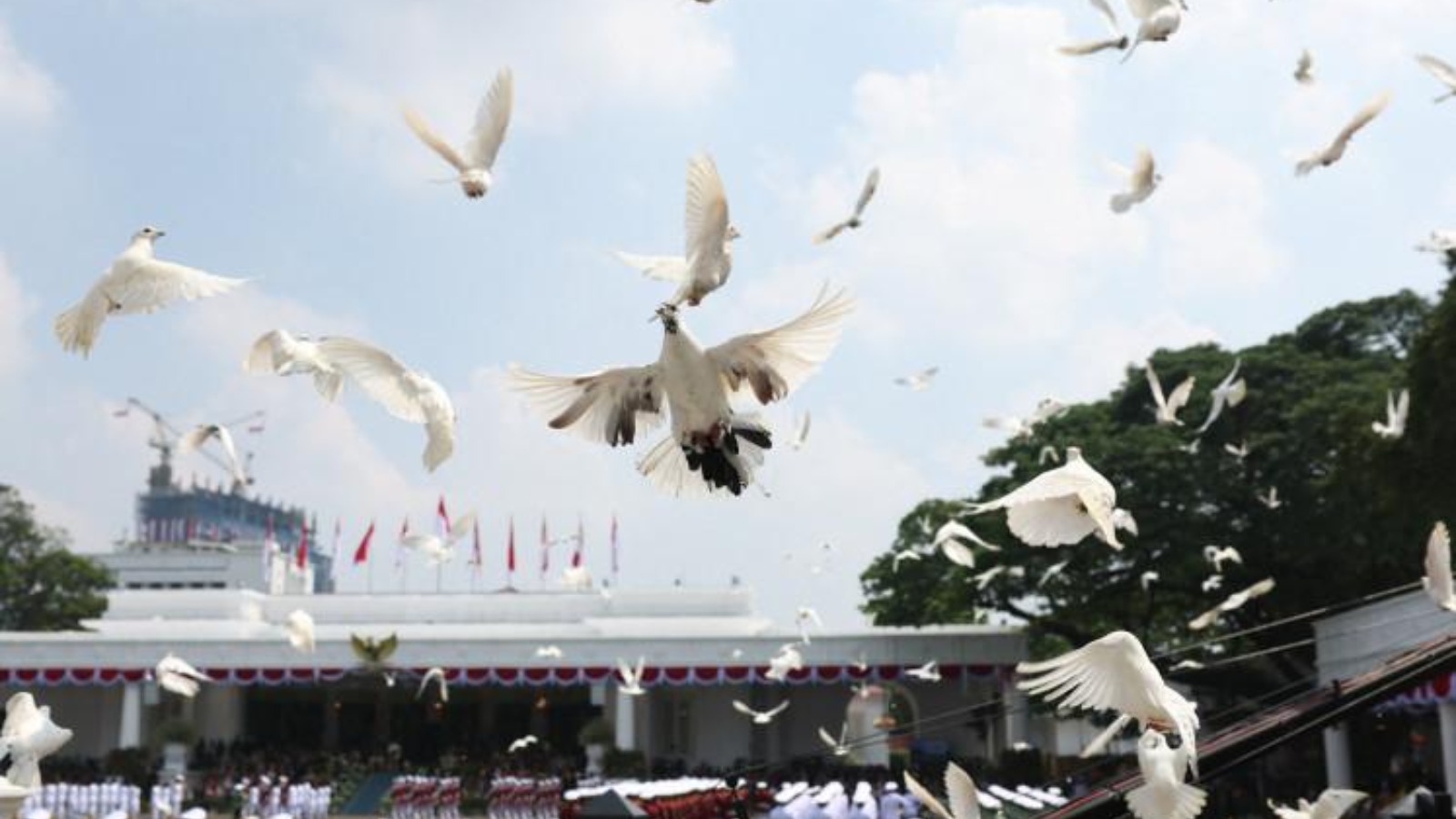 Kontroversi Merpati di Tengah Bencana