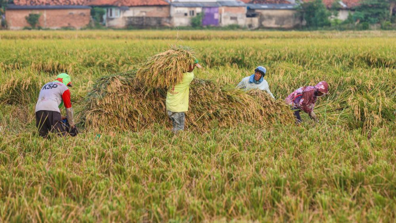 Swasembada Pangan Tapi Petani Masih Cemas